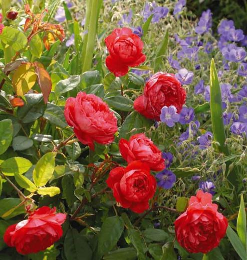 Rosa Benjamin Britten, Rose Benjamin Britten, English Rose Benjamin Britten, David austin rose Benjamin Britten, Fragrant roses., Shrub roses, red roses, Climbing Roses, Rose Bushes, Garden Roses